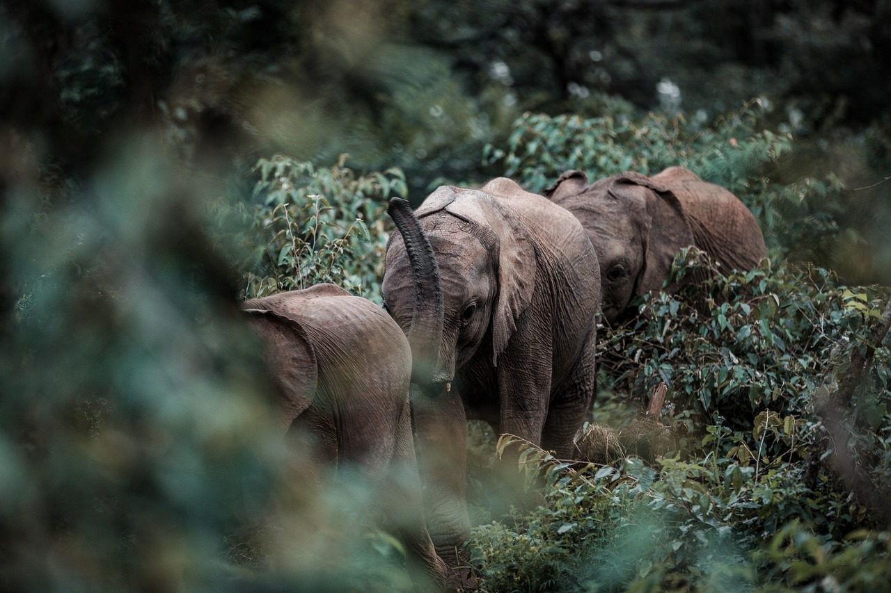 Creating a Wildlife Friendly Garden - A Sustainable Approach